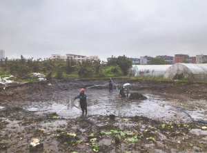 太平河道鱼塘清淤